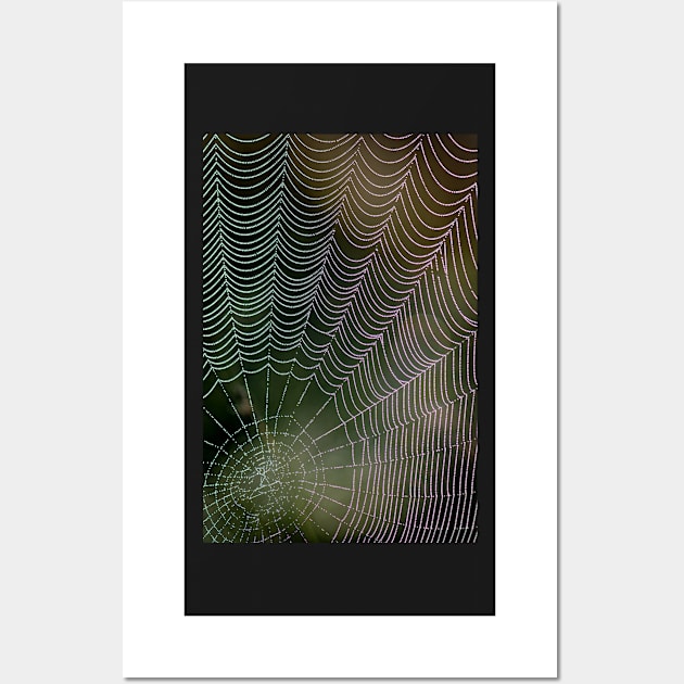 Colourful Spider Web with Dewdrops Wall Art by TonyNorth